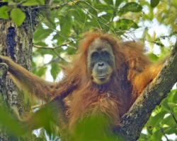 Jardine Matheson и PT Agincourt Resources обсуждают будущее орангутанов i obsuzhdayut budushhee orangutanov-signaldaily-ru-0