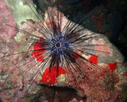 Исследование гибели морских ежей и влияние Diadema africanum и Philaster apodigitiformis на Канарские острова issledovanie gibeli morskih ezhej i vliyanie i na kanarskie ostrova-signaldaily-ru-0