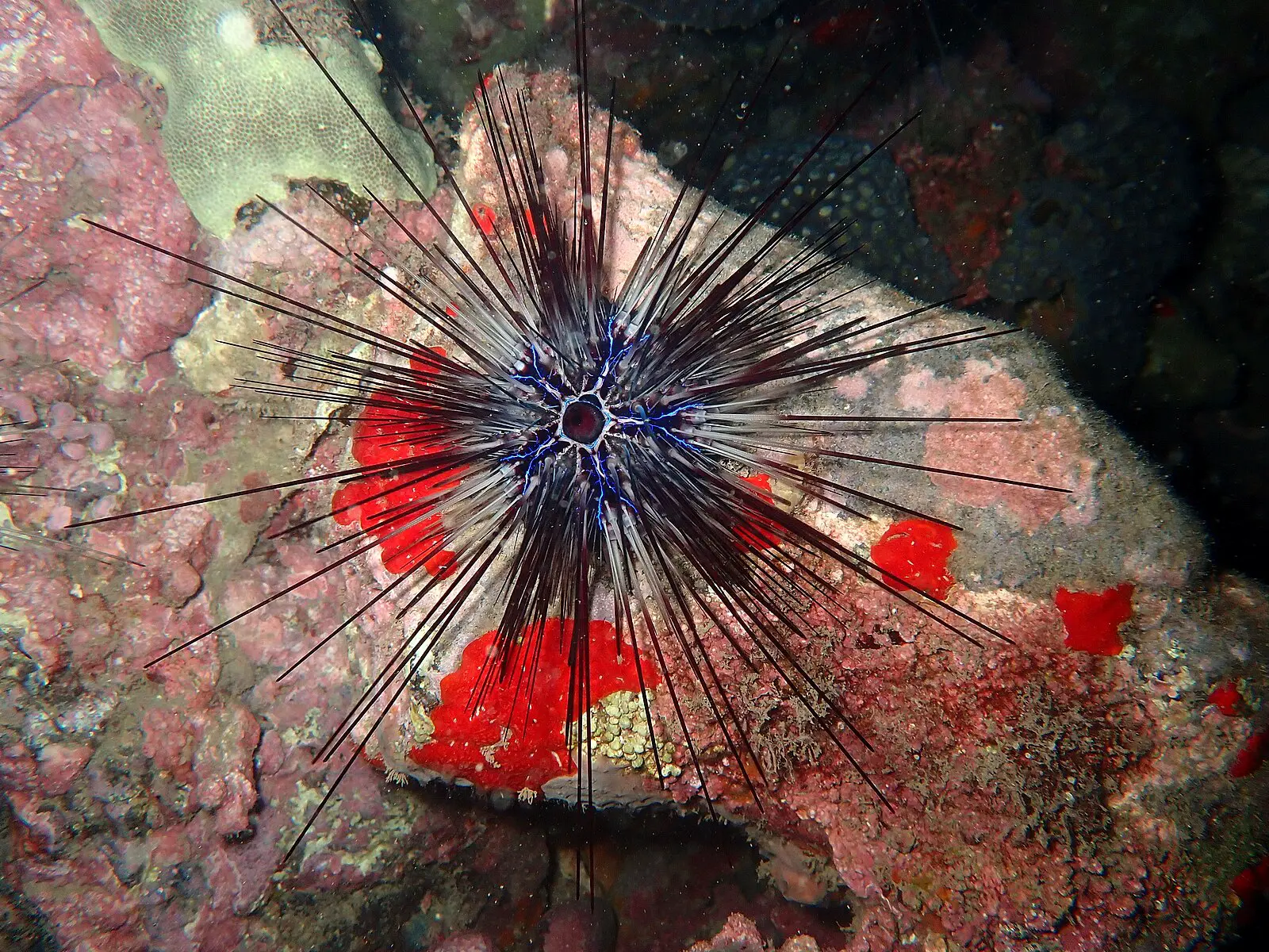 Исследование гибели морских ежей и влияние Diadema africanum и Philaster apodigitiformis на Канарские острова-0