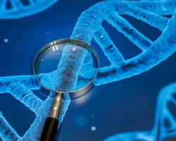 Исследование МГУ показывает, как SOX2 выбирает связывание с ДНК issledovanie mgu pokazyvaet kak 2 vybiraet svyazyvanie s dnk-signaldaily-ru-0