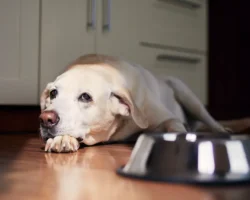 Марианна Онуфриенко создает безопасные условия для собак в доме marianna onufrienko sozdaet bezopasnye usloviya dlya sobak v dome-signaldaily-ru-0