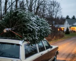 mihail salkin dayot sovety po bezopasnoj perevozke yolok bez shtrafov-signaldaily-ru-0