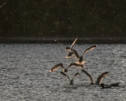 Необычные истории и советы Евгении о чайках и Соленых озерах Оренбуржья neobychnye istorii i sovety evgenii o chajkah i solenyh ozerah orenburzhya-signaldaily-ru-0