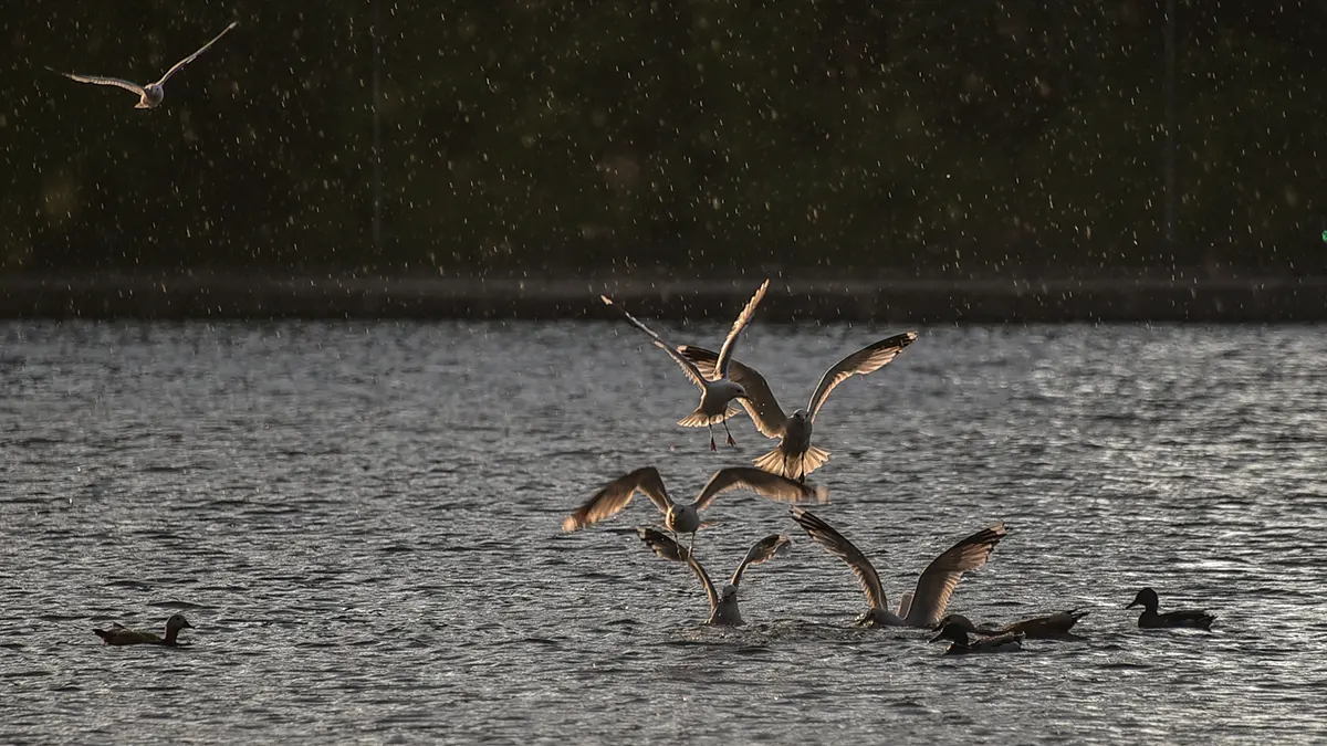 Жительница Оренбуржья подала в суд на курорт из-за нападения чаек