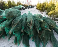 Новогодние тренды покупок в России связаны с живыми и искусственными елями novogodnie trendy pokupok v rossii svyazany s zhivymi i iskusstvennymi elyami-signaldaily-ru-0