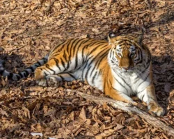 Оперативная реакция УМВД России по Приморскому краю на тигра в Верхнем Перевале operativnaya reakcziya umvd rossii po primorskomu krayu na tigra v verhnem perevale-signaldaily-ru-0