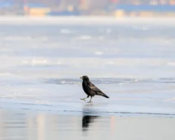 Примгидромет прогнозирует солнечное начало недели в Приморье с ясным небом primgidromet prognoziruet solnechnoe nachalo nedeli v primore s yasnym nebom-signaldaily-ru-0