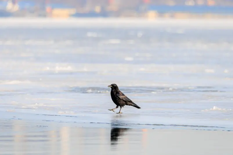 Фото: primamedia.ru