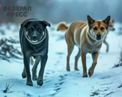 prokuratura krasnoyarskogo kraya podderzhivaet semyu pogibshego malchika v iske-signaldaily-ru-0