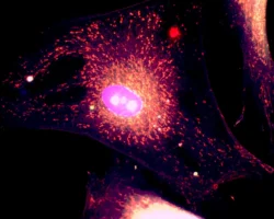 Прорыв в лечении ожирения — безопасный аналог DNP активирует митохондрии proryv v lechenii ozhireniya bezopasnyj analog aktiviruet mitohondrii-signaldaily-ru-0