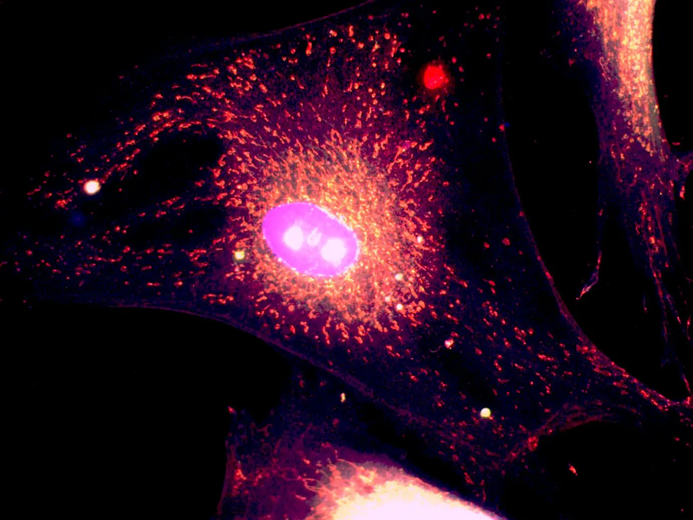 Прорыв в лечении ожирения — безопасный аналог DNP активирует митохондрии-0