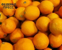 Роскачество дает советы по выбору свежих мандаринов при покупке roskachestvo daet sovety po vyboru svezhih mandarinov pri pokupke-signaldaily-ru-0