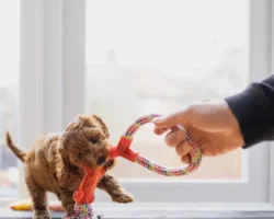 Российская кинологическая федерация предлагает новогодние игры для питомцев rossijskaya kinologicheskaya federacziya predlagaet novogodnie igry dlya pitomczev-signaldaily-ru-0