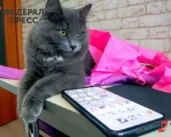 Сергей Глухих получил штраф от ФСБ за экстремистский шеврон в телефоне sergej gluhih poluchil shtraf ot fsb za ekstremistskij shevron v telefone-signaldaily-ru-0