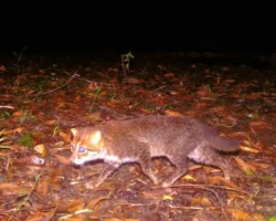 Суматранская кошка вновь найдена в Таиланде благодаря IUCN и Panthera sumatranskaya koshka vnov najdena v tailande blagodarya i -signaldaily-ru-0