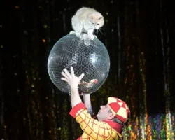 Трогательная история верности и заботы Юрия Куклачева и его Театра кошек trogatelnaya istoriya vernosti i zaboty yuriya kuklacheva i ego teatra koshek-signaldaily-ru-0