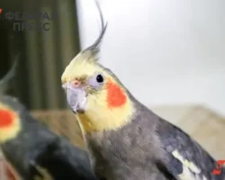 В Екатеринбурге Россельхознадзор выдал первую лицензию на попугаев v ekaterinburge rosselhoznadzor vydal pervuyu liczenziyu na popugaev-signaldaily-ru-0