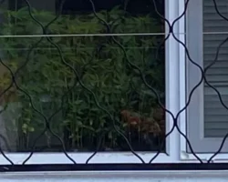 В Хабаровске МВД пресекло домашнее выращивание конопли на подоконнике v habarovske mvd preseklo domashnee vyrashhivanie konopli na podokonnike-signaldaily-ru-0