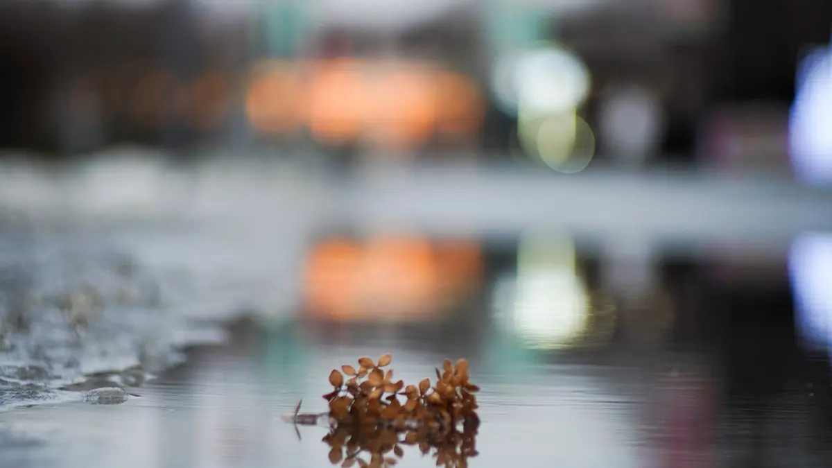 Метеоролог Позднякова: Оттепель в Москве продержится до 21 декабря