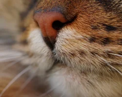 В Одинцово полиция оперативно задержала мужчину после инцидента с животными v odinczovo policziya operativno zaderzhala muzhchinu posle inczidenta s zhivotnymi-signaldaily-ru-0