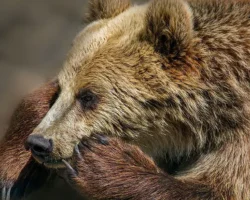 В сафари-парке Ханчжоу, провинция Чжэцзян, произошли яркие события с медведем и дрессировщиком v safariparke hanchzhou provincziya chzheczzyan proizoshli yarkie sobytiya s medvedem i dressirovshhikom-signaldaily-ru-0