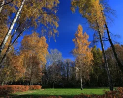 Василий Ключарев и Надежда Керимова обсуждают влияние парков на мозг vasilij klyucharev i nadezhda kerimova obsuzhdayut vliyanie parkov na mozg-signaldaily-ru-0