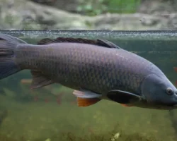 Владимир Путин и эксперты РАН обсуждают доступность рыбы для россиян vladimir putin i eksperty ran obsuzhdayut dostupnost ryby dlya rossiyan-signaldaily-ru-0