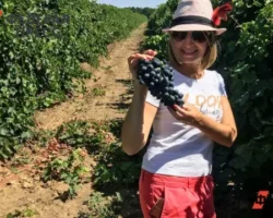 Владимир Владимиров сообщает о рекордном росте производства вина в Ставрополье vladimir vladimirov soobshhaet o rekordnom roste proizvodstva vina v stavropole-signaldaily-ru-0