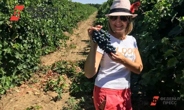 Владимир Владимиров сообщает о рекордном росте производства вина в Ставрополье-0