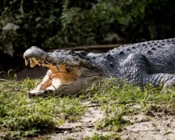 vozvrashhenie grebnistyh krokodilov i legenda saravaka budzhan senan-signaldaily-ru-0