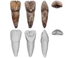 Загадочный зуб из пещеры Трейдерс в Малайзии проливает свет на древних людей! zagadochnyj zub iz peshhery trejders v malajzii prolivaet svet na drevnih lyudej-signaldaily-ru-0