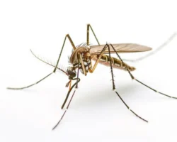 Андрей Крашенинников из ПГНИУ нашел девять новых видов комаров-звонцев на Земле Франца-Иосифа andrej krasheninnikov iz pgniu nashel devyat novyh vidov komarovzvonczev na zemle franczaiosifa-signaldaily-ru-0