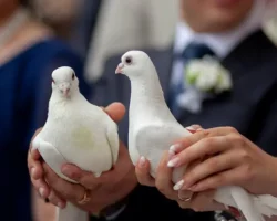 Близнецы из Китая мечтают попасть в Книгу рекордов Гиннесса blizneczy iz kitaya mechtayut popast v knigu rekordov ginnessa-signaldaily-ru-0