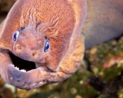 murena v tailande ukusila matveya a meduza izumila semyu iz yakutska-signaldaily-ru-0