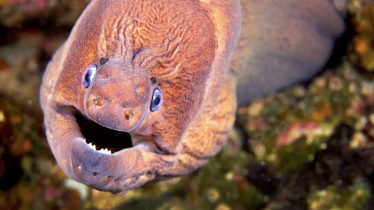 Мурена укусила россиянина и оставила часть зуба в его руке в Таиланде