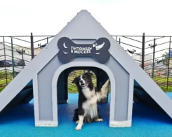 Наталья Сергунина представила новые площадки «Питомцы в Москве» для четвероногих друзей natalya sergunina predstavila novye ploshhadki pitomczy v moskve dlya chetveronogih druzej-signaldaily-ru-0