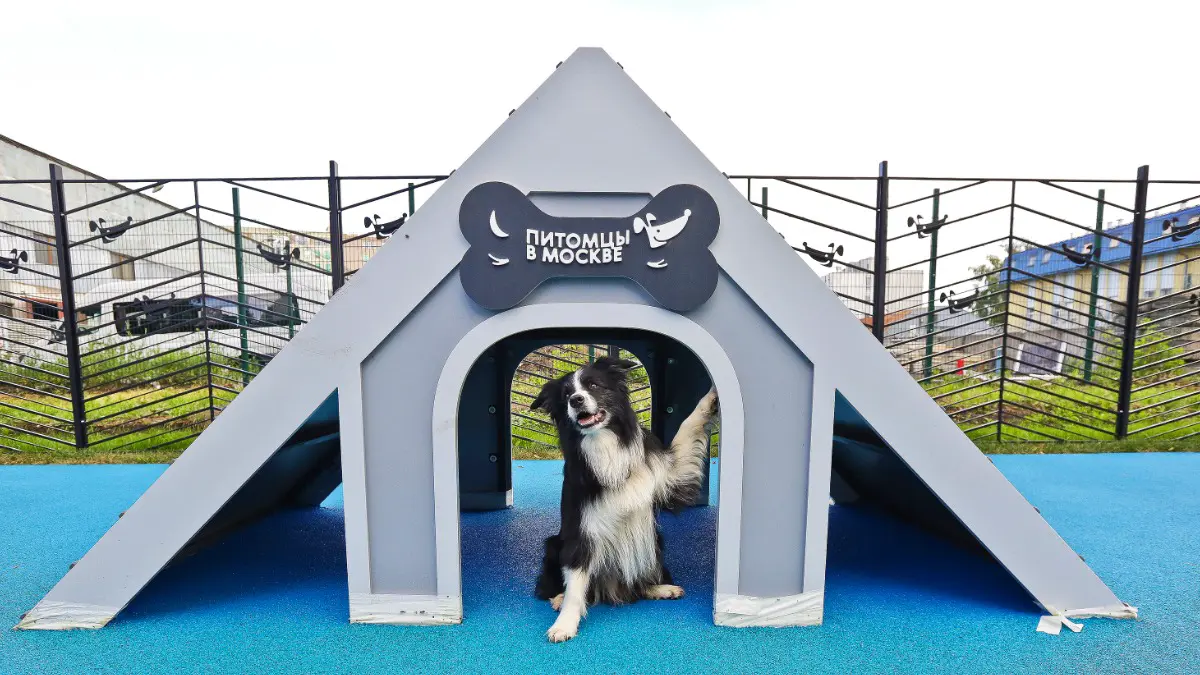 Сергунина рассказала о новых площадках проекта «Питомцы в Москве»