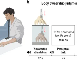 Научный прорыв. Альфа-волны меняют восприятие тела человека nauchnyj proryv alfavolny menyayut vospriyatie tela cheloveka-signaldaily-ru-0