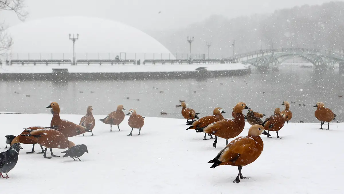 Погода в Москве 15 января 2026 года