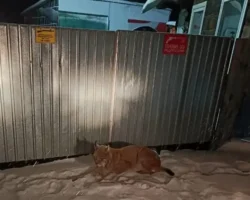 Рысь удивила жителей Дальнереченска, полиция и Минлесхоз ей помогли rys udivila zhitelej dalnerechenska policziya i minleshoz ej pomogli-signaldaily-ru-0