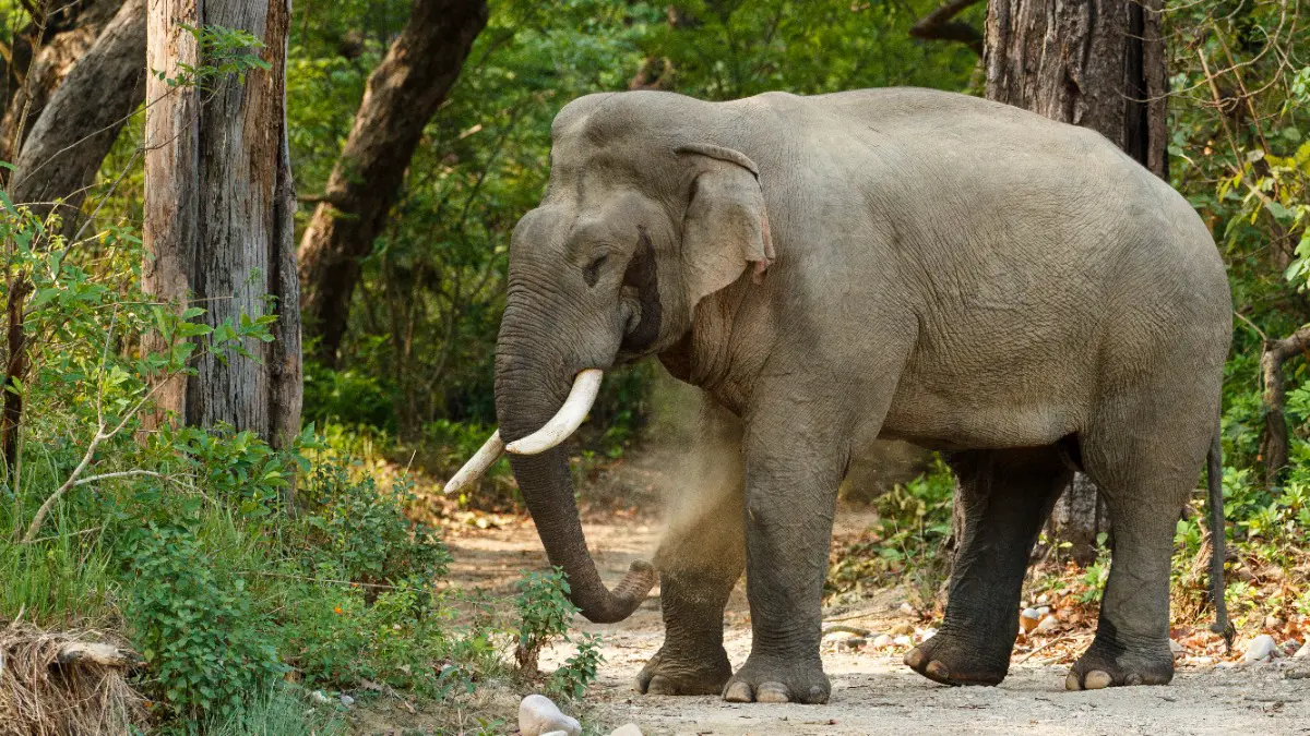 Дикий слон напал на машину с туристами из Казани на Шри-Ланке