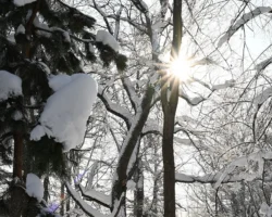 Александр Тушинский о новых деталях исчезновения Усольцевых aleksandr tushinskij o novyh detalyah ischeznoveniya usolczevyh-signaldaily-ru-0