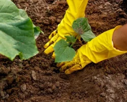 aleksej volodihin rasskazal kak vesna i sneg vliyayut na urozhaj-signaldaily-ru-0