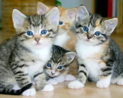 Два кота устроили пожар в Одинцово, но все завершилось благополучно! dva kota ustroili pozhar v odinczovo no vse zavershilos blagopoluchno-signaldaily-ru-0