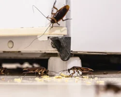 Госдума РФ обсуждает десятикратный рост штрафов за антисанитарию gosduma rf obsuzhdaet desyatikratnyj rost shtrafov za antisanitariyu-signaldaily-ru-0