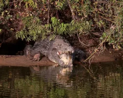 Крокодил напал на мужчину из Мозамбика в Лимпопо при наводнении krokodil napal na muzhchinu iz mozambika v limpopo pri navodnenii-signaldaily-ru-0