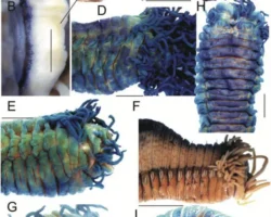 МГУ и Игорь Жирков обнаружили 4 вида Thelepus cincinnatus mgu i igor zhirkov obnaruzhili 4 vida -signaldaily-ru-0