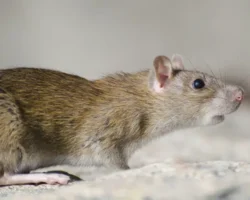 ПетрГУ узнал, почему чума убивала людей, но щадила грызунов petrgu uznal pochemu chuma ubivala lyudej no shhadila gryzunov-signaldaily-ru-0