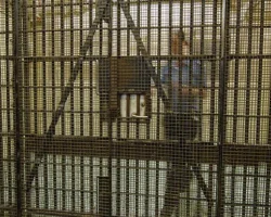 Правосудие для Джули Риццителло из Нью-Джерси: дело учительницы Уолла pravosudie dlya dzhuli riczczitello iz nyudzhersi delo uchitelniczy uolla-signaldaily-ru-0