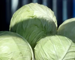 Праздник 17 февраля: день воздушных замков, гонок крабов и капусты prazdnik 17 fevralya den vozdushnyh zamkov gonok krabov i kapusty-signaldaily-ru-0